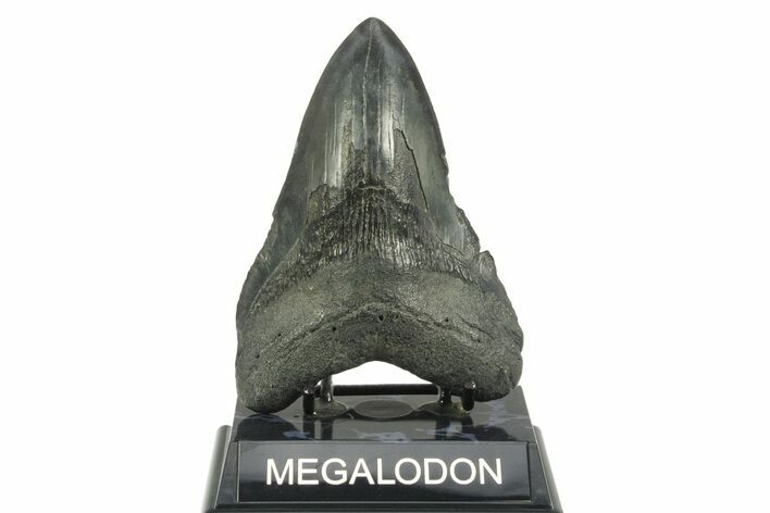 Fossil Megalodon Tooth - South Carolina #365727